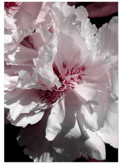 Peony & Rose Diamond Art