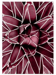 Peony & Rose Diamond Art