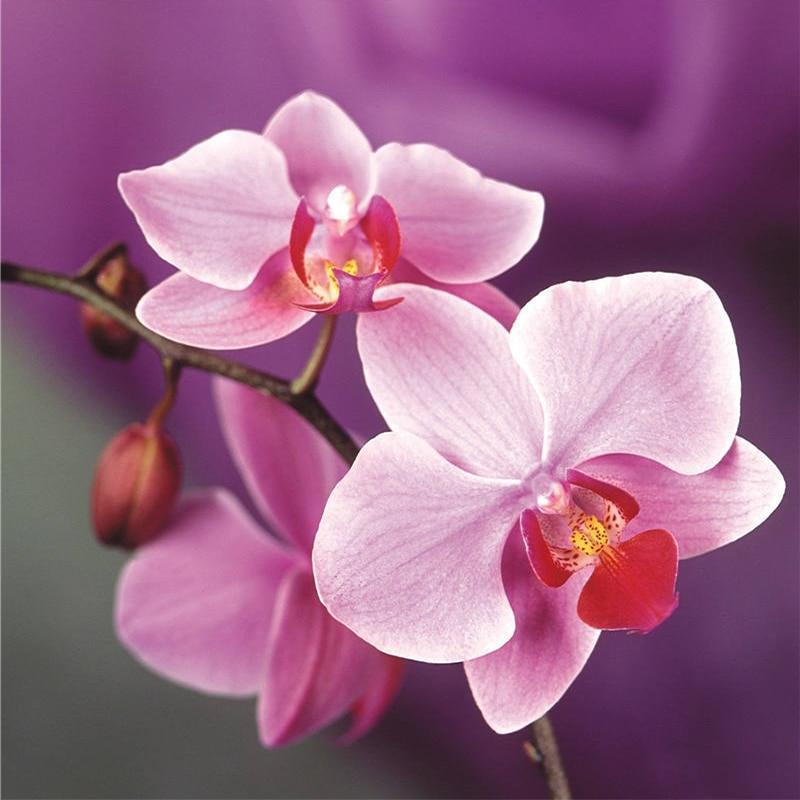 Butterfly Orchid Diamond Art